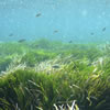 Posidonia Oceania Sea Grass