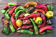 Organically grown chillies and peppers Photograph: David Baker