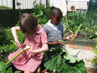 Pupils from the Spire Infant School in Chesterfield trim rhubarb as part of their school growing project. Photograph: courtesy Garden Organic