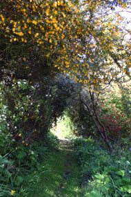 Up the garden path. Photograph: Brigitte Norland