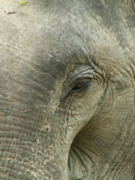 Indian Elephant Photograph: Rob Swan 
