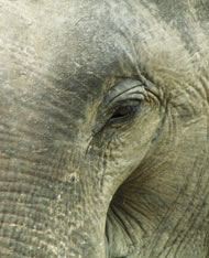 Indian Elephant. Photograph: Courtesy Rob Swan