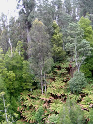 Tasmania rainforest, courtesy http://www.sxc.hu/profile/saine