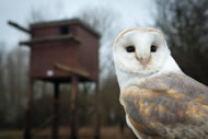 Photograph: Barn Owl Centre in Gloucester, courtesy The Co-operative