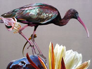Hadeda Ibis by Anne Middleton www.annemiddletongallery.com