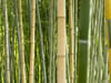 Letter from Japan