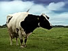 What's the Beef?