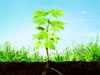 The Answer Lies in the Soil