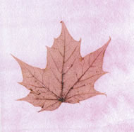 Maple Leaf Greeting Cards (pack of 6)